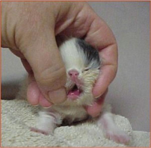 幼猫胃管使用方法,庄园猫宫