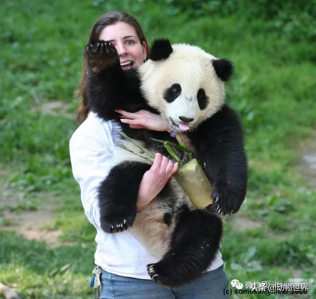 世界各国的著名动物,美国最著名的动物