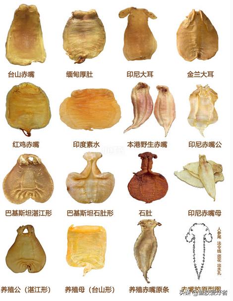 鱼胶花胶常识,鱼胶花胶介绍大全