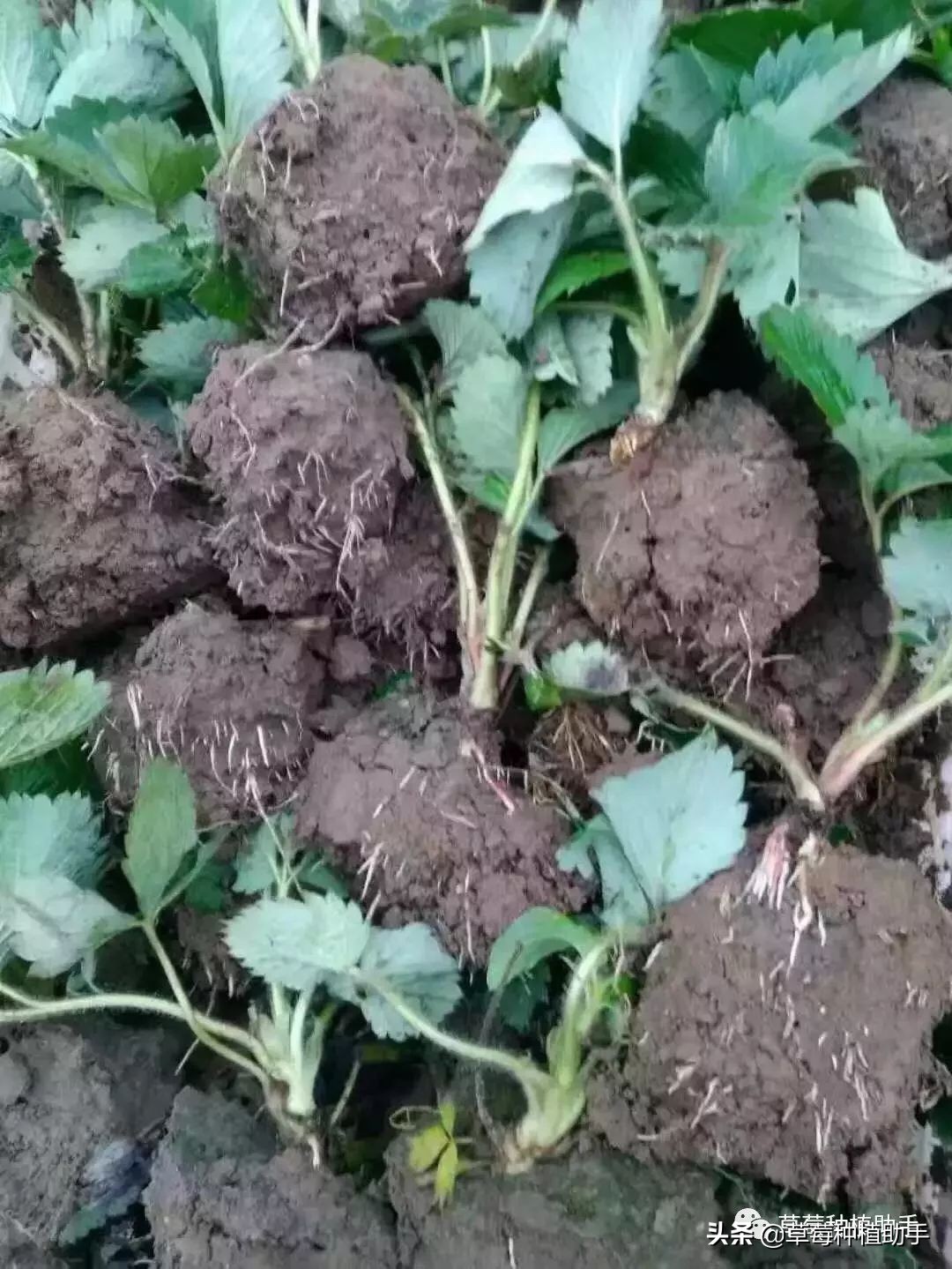 草莓苗出芽以后还需要再捂住吗,刚种植的草莓苗该怎么护理