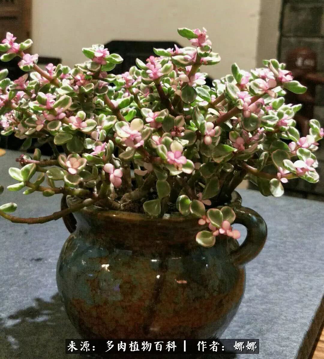 篱笆花开情常在，守你一生不变！