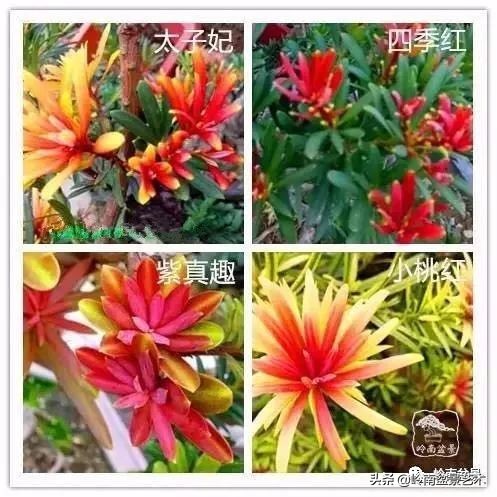 开运招财，非其莫属！清风雅韵，当之无愧！