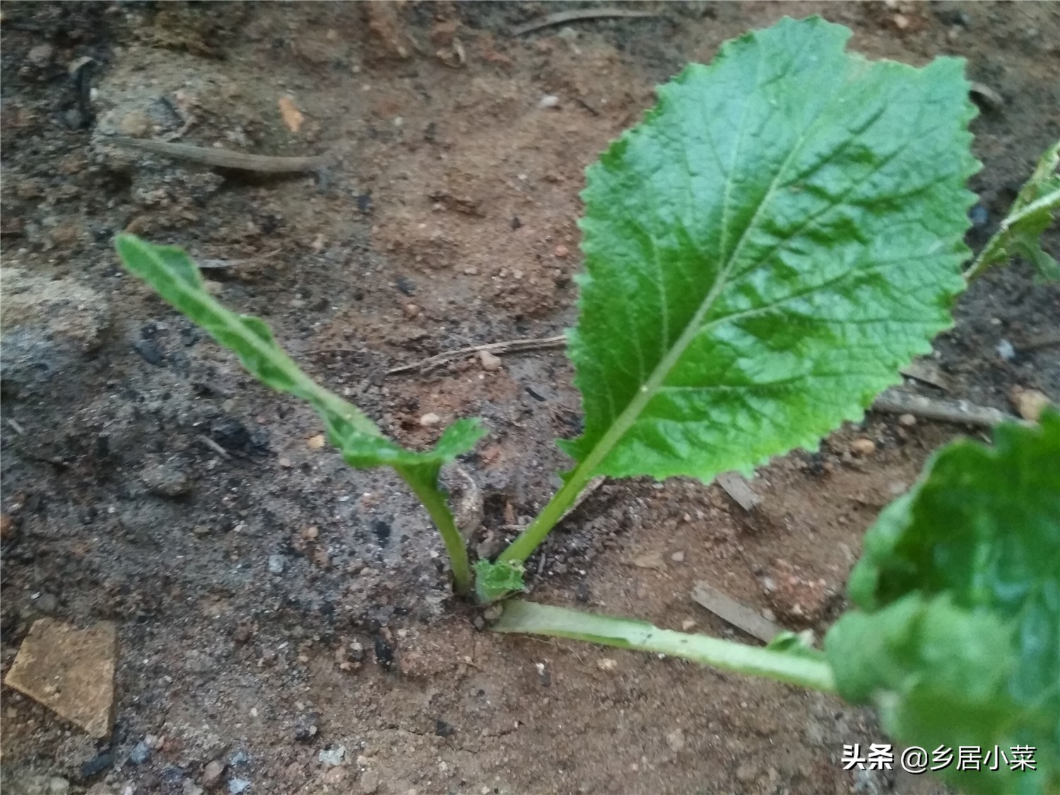 生石灰能杀灭蜗牛吗,种菜遇蜗牛吃如何防治