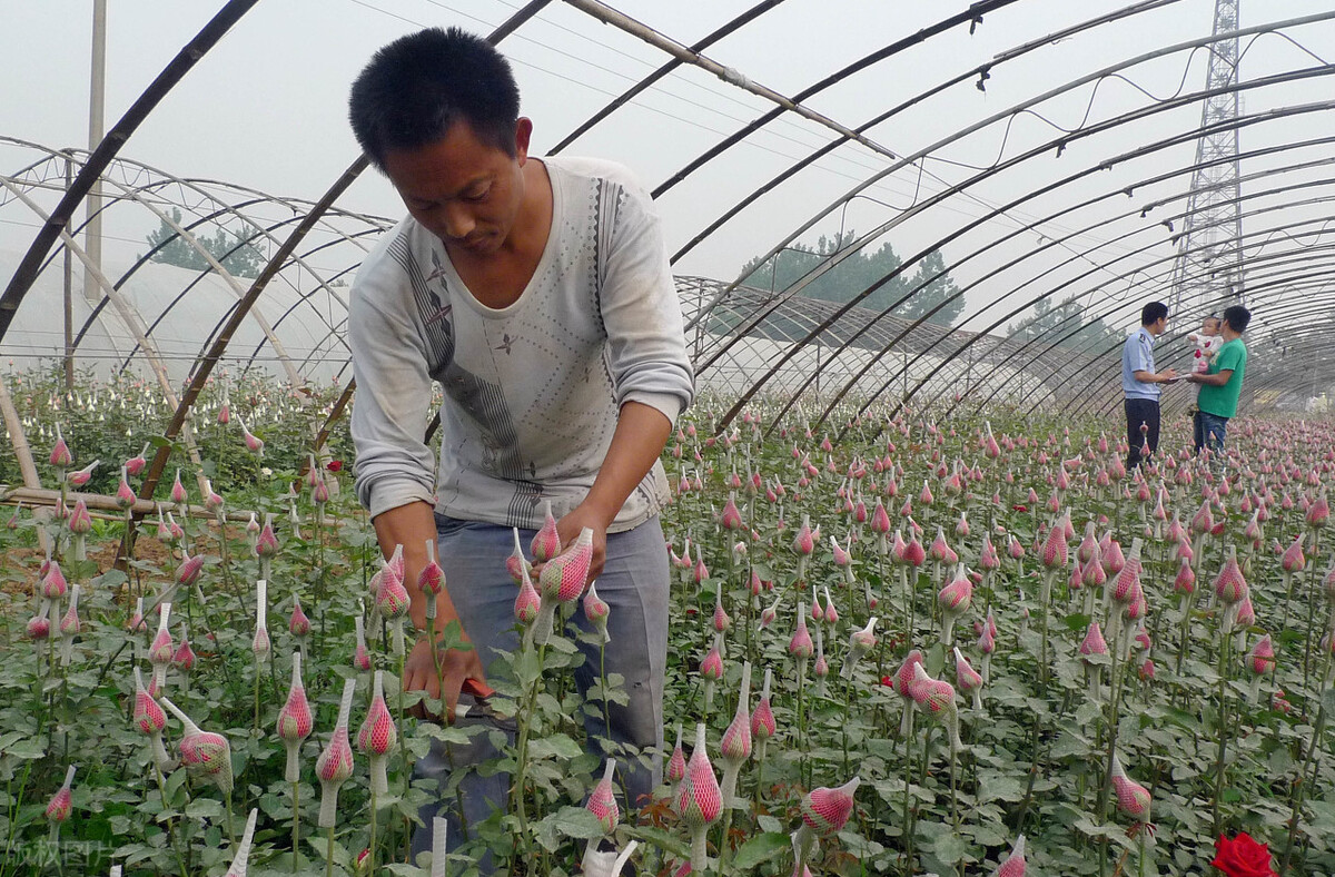 适合农村的致富小项目有哪些,农村快速致富冷门项目有哪些