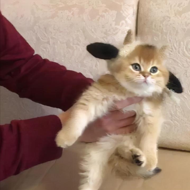 猫把耳屎给吞了怎么办,猫耳朵里有耳屎