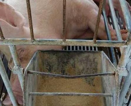 生产母猪吊针用什么针头,母猪产后消炎还可以打针吗