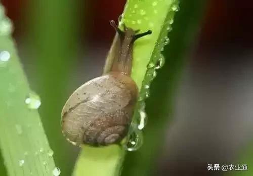 家庭防治虫害的最佳方法,病虫害防治小妙招