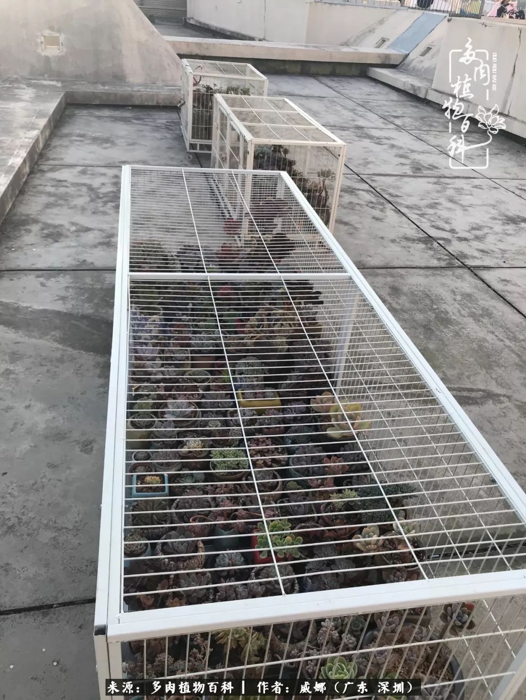 笼子里的多肉,露养的多肉和室内的多肉区别