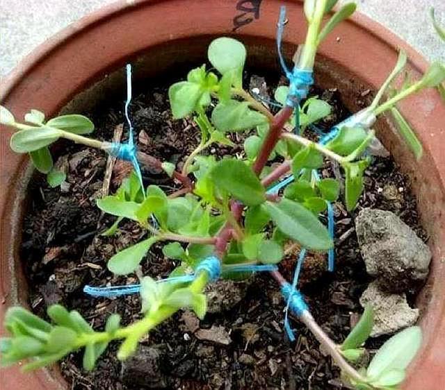 马齿苋如何用来洗白发,马齿苋能黑发吗