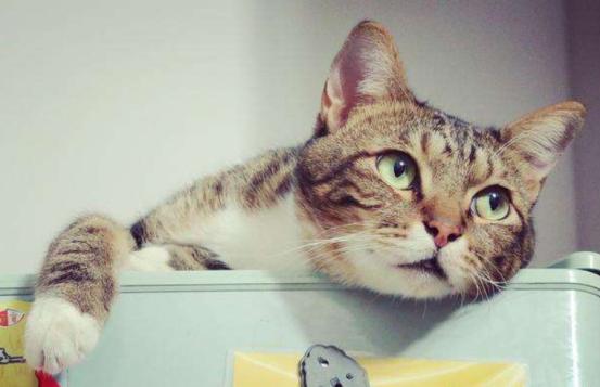 猫狗驱虫最佳方法,猫狗驱虫正确姿势