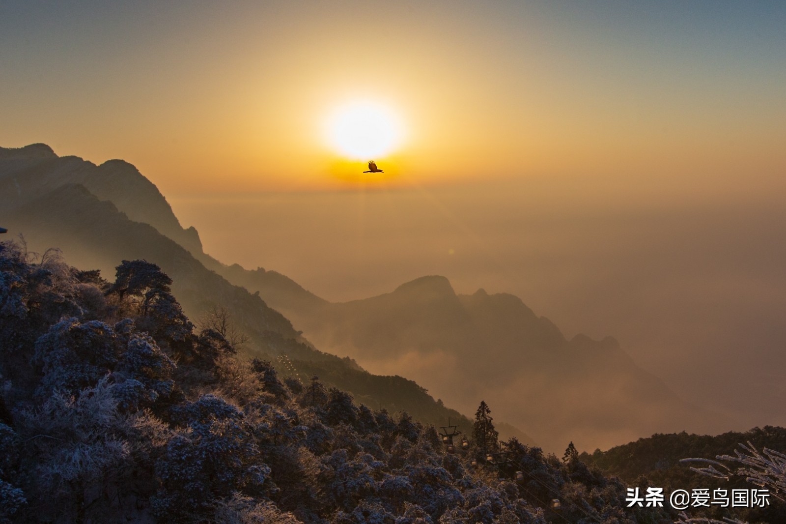 鸟类图片大全大图观赏,鸟类照片合集