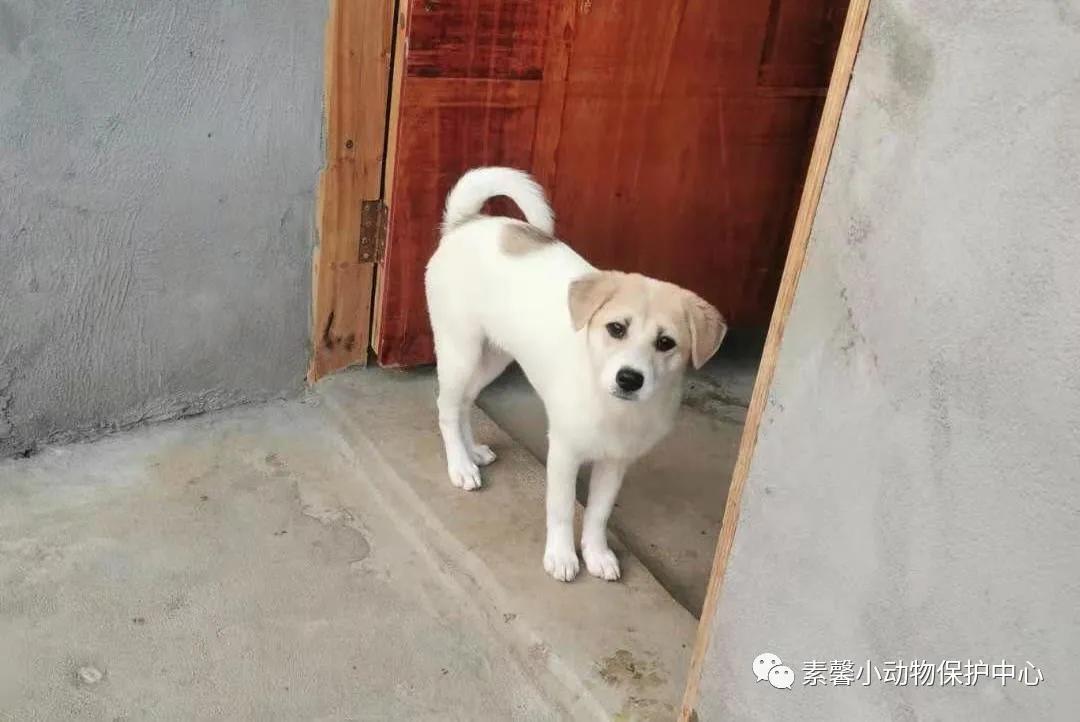 领养代替购买|2021年6月份福州线上宠物领养活动