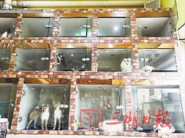 三明猫咪寄养,三明狗狗寄养服务