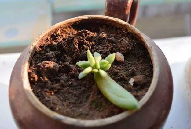 烂根的多肉可以用什么药,烂根的植物要挖出来吹干么