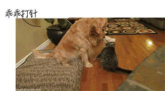 被猫狗咬伤如何正确处理,被猫狗咬伤十天了还能打针吗