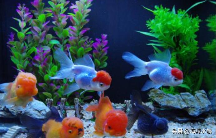 鱼儿突然死亡预示着什么,鱼儿突然死亡的原因
