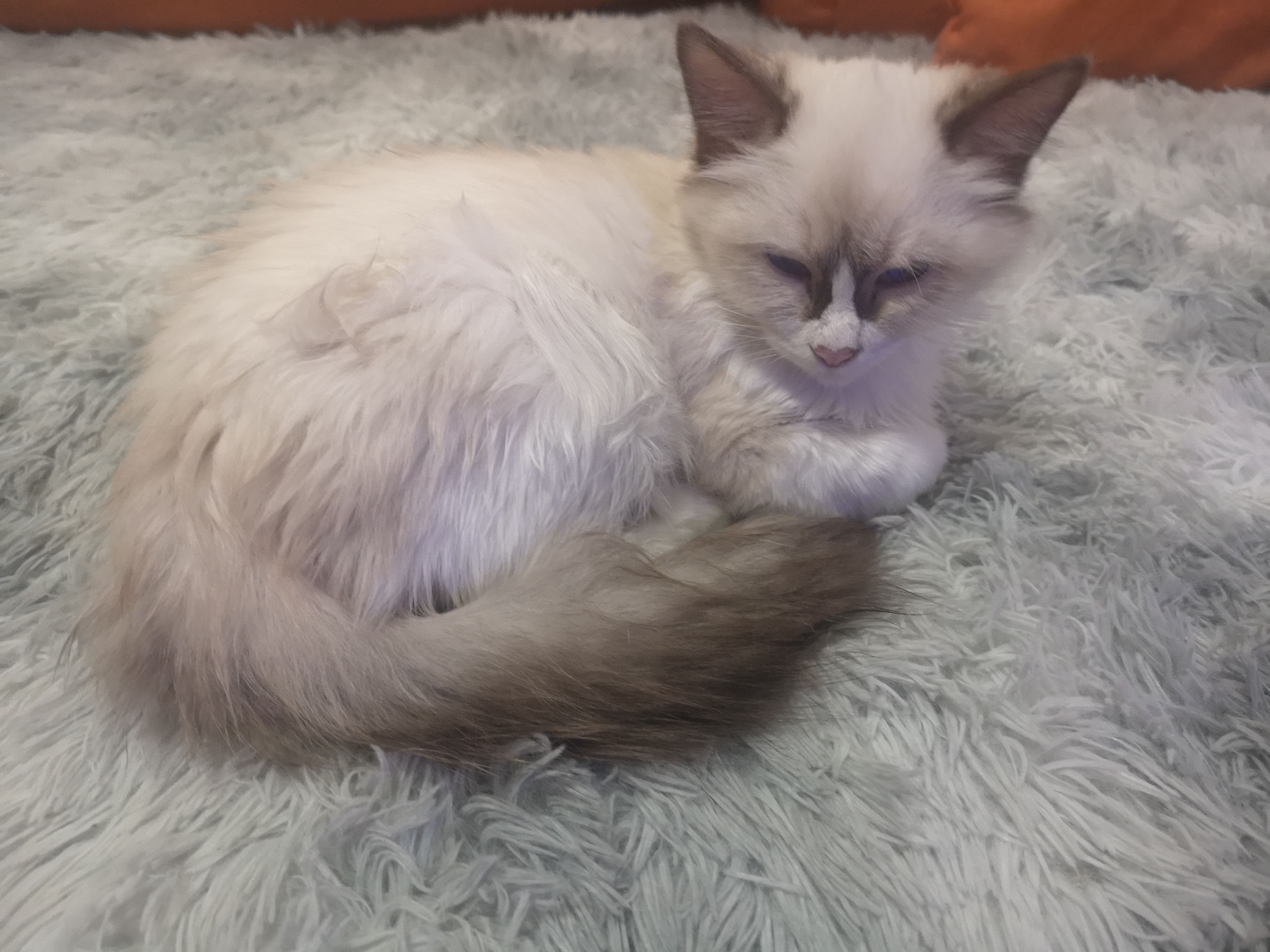 猫咪最佳繁育季节,春天来了又到了猫咪繁殖的季节