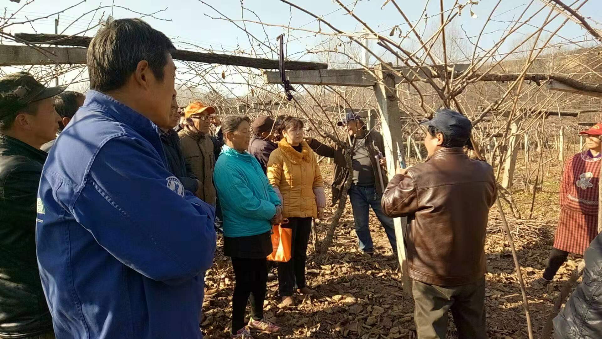 徐香猕猴桃冬季修剪视频,吕岩冬季猕猴桃修剪视频