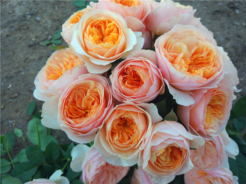 月季图鉴哪本书好,淘宝上最好养的月季品种