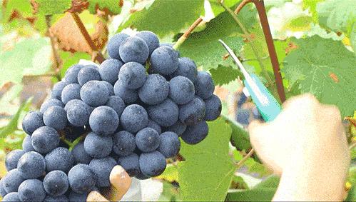 贫血注意哪些食物,贫血应注意什么饮食禁忌