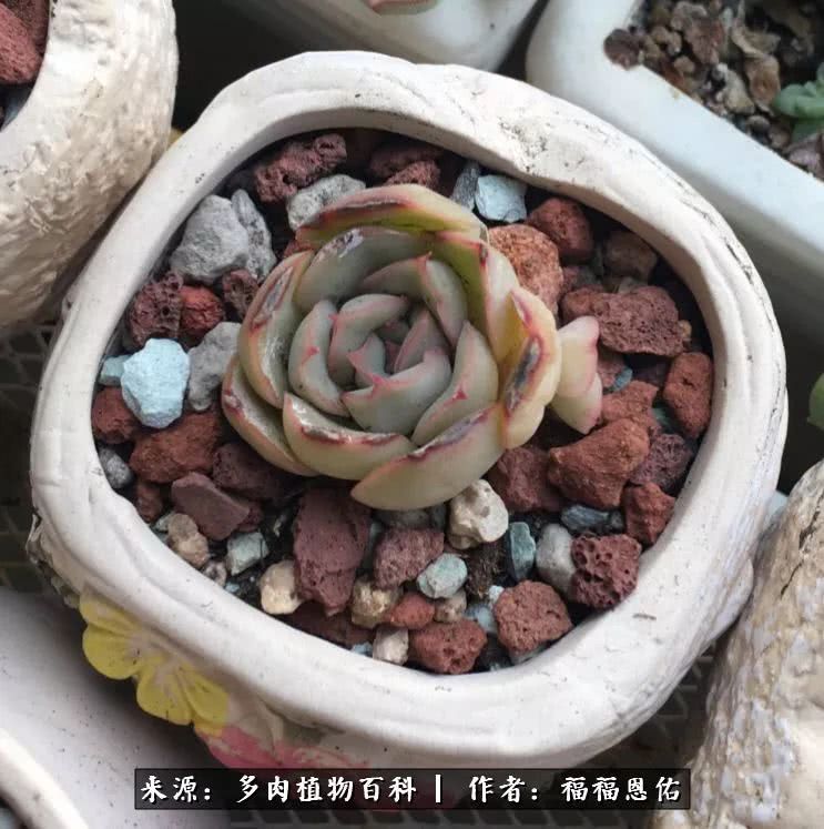 买买买，千里迢迢来相见，新的多肉成员来啦！