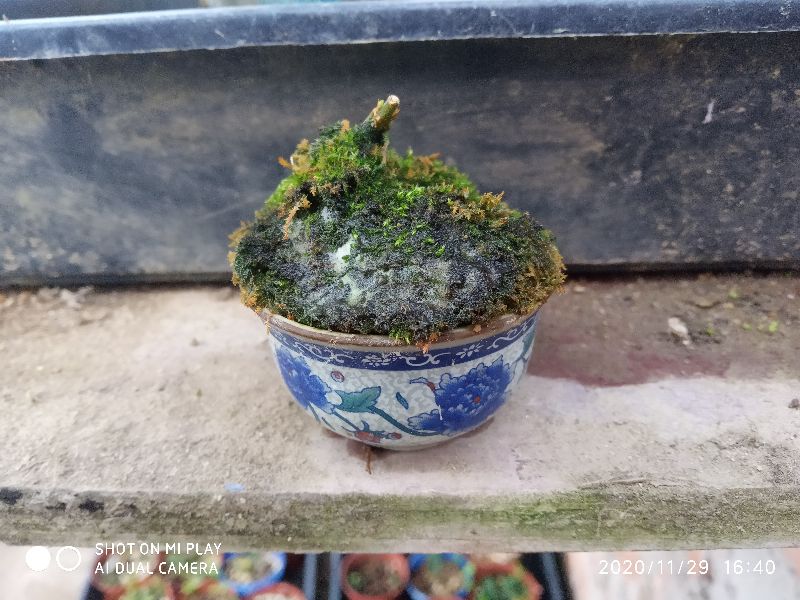 苔藓发黄发黑腐烂怎么样治,苔藓发黑怎么快速恢复正常