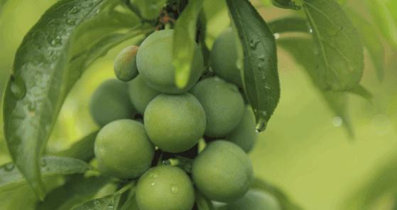 *疆新**瓜果攻略最好的季节配最美味的水果