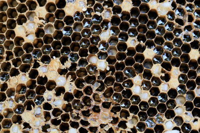 蜜蜂生病的最佳治疗方法,蜜蜂蜂群弱了怎么办