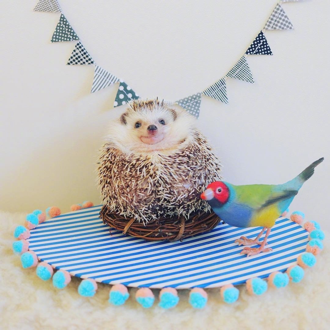 呆萌刺猬图片头像,刺猬可爱图片头像