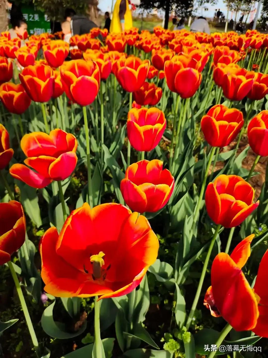 散文随笔植物,散文花