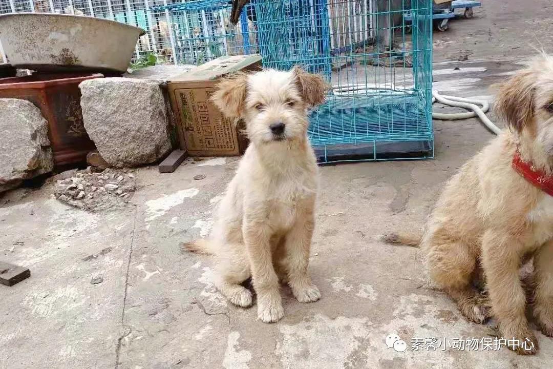 领养代替购买|2021年6月份福州线上宠物领养活动