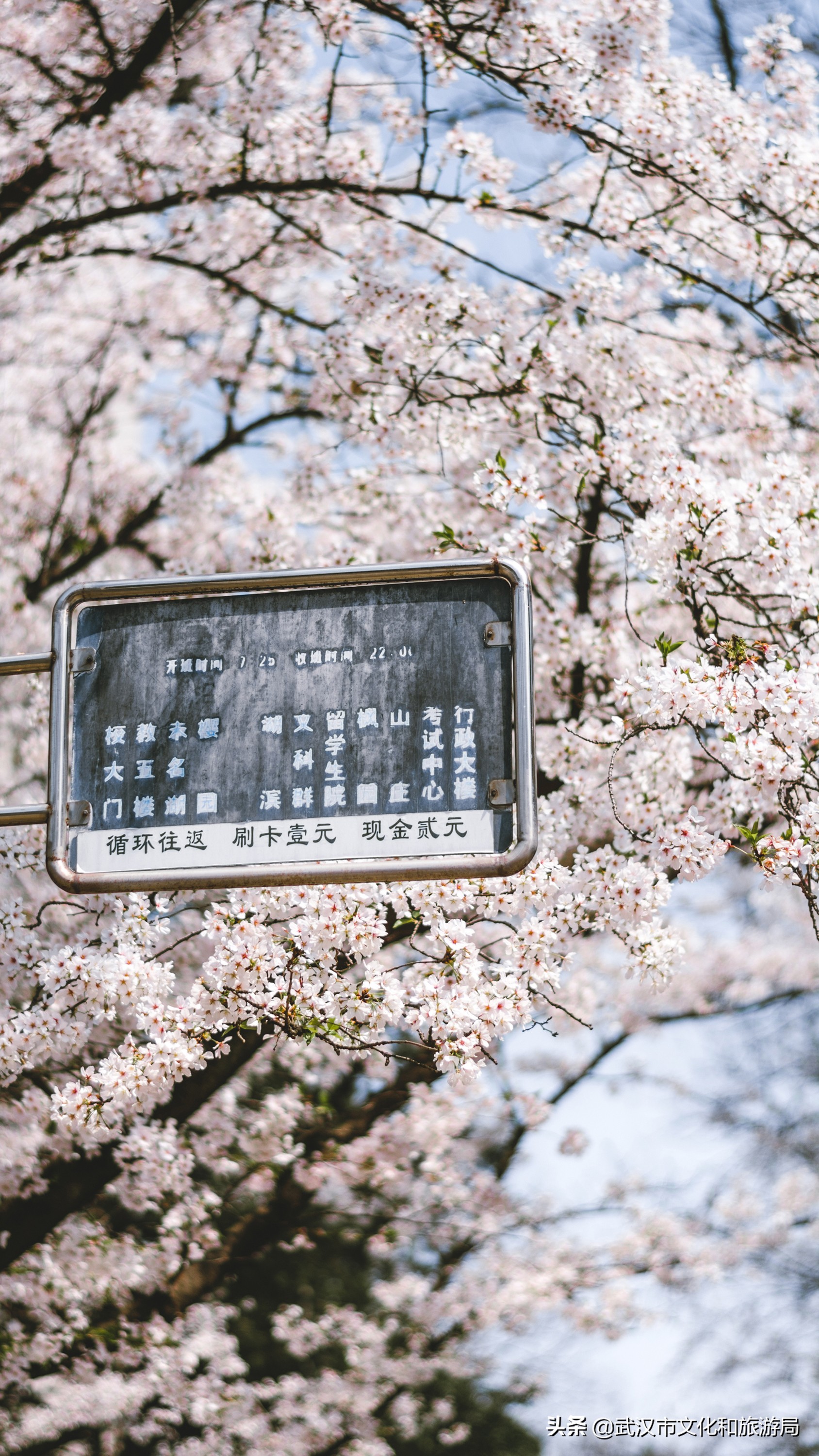 武汉东湖樱花门票,武汉看樱花的景点
