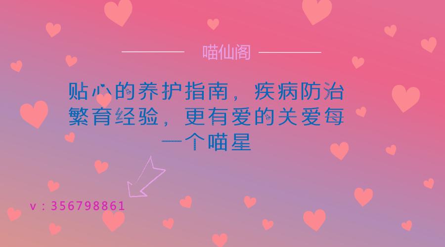 加菲猫品相怎么看,加菲是什么品相