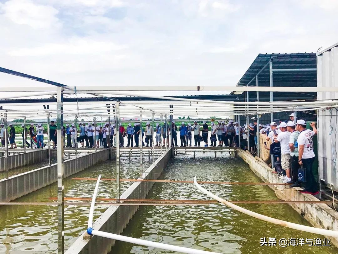 绿色养殖场基地,绿色高密度循环水养殖