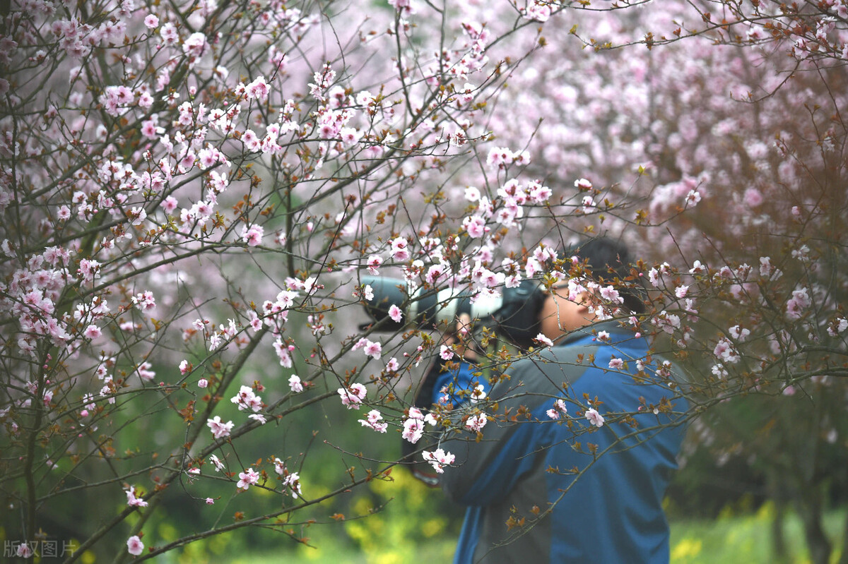 刘若英凤凰男电视剧,刘若英演的凤凰男