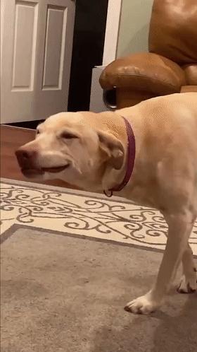 狗子不听话是你心太软,狗子不护主人