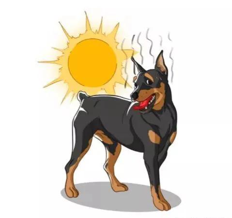 炎热夏季、爱宠如何避免中暑
