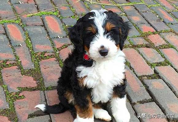 十种好养的宠物狗品种,100种可爱的狗