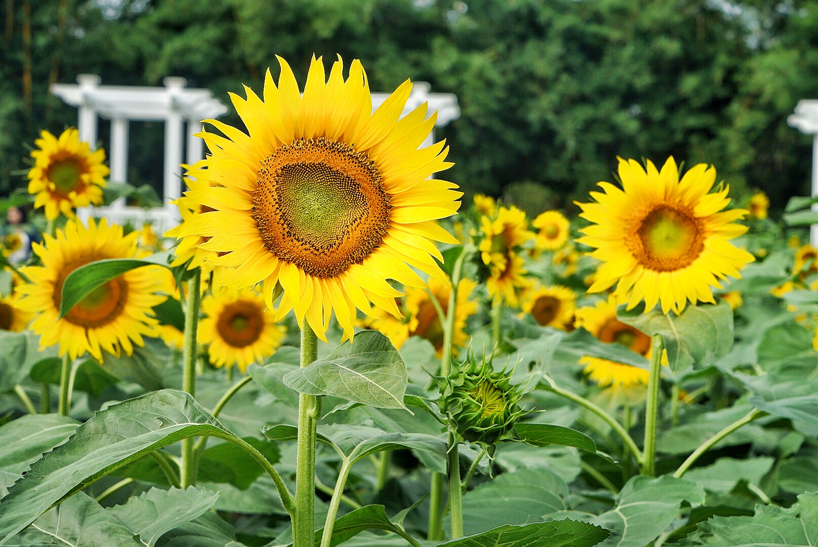 广州粉色浪漫花海,广东秋天粉色花海
