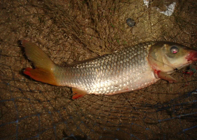 钓鱼人的困惑,这种健鲤和平常鲤鱼不一样吗?