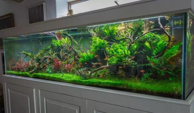 本色水景水草造景培训,本色水景水草培训