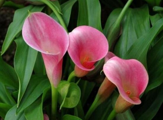 马蹄莲的养殖方法和注意事项,马蹄莲养殖技术方法和注意事项