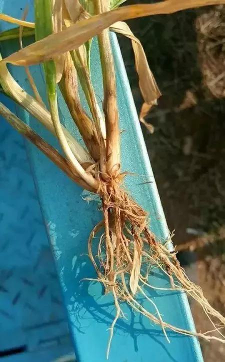 小麦缺肥发黄怎么办,小麦根发黄是什么病