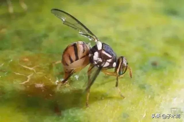幼果期虫害,防止果树生虫子小妙招