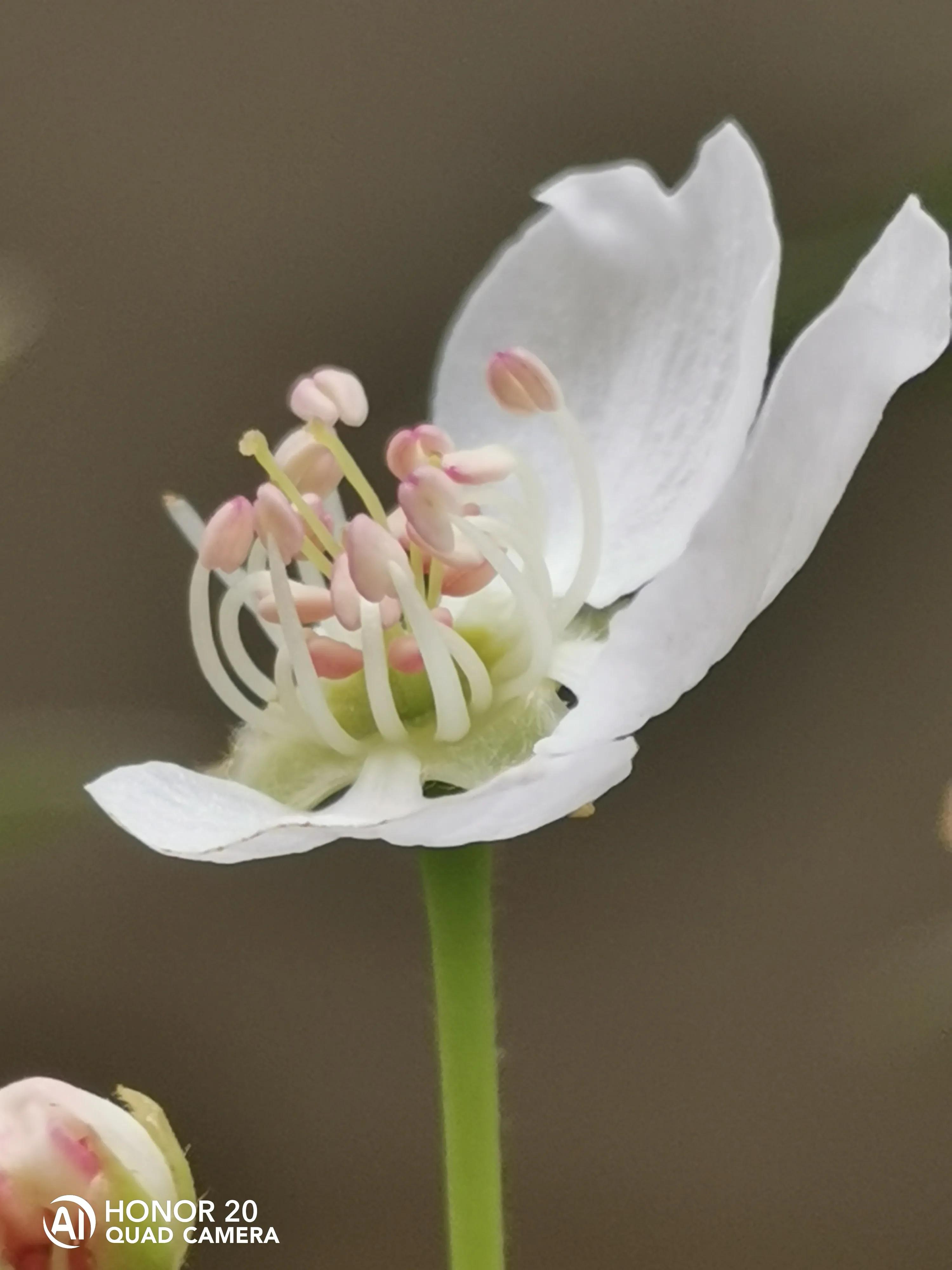 蝴蝶飞采花蜜,蝴蝶自由自在采花蜜