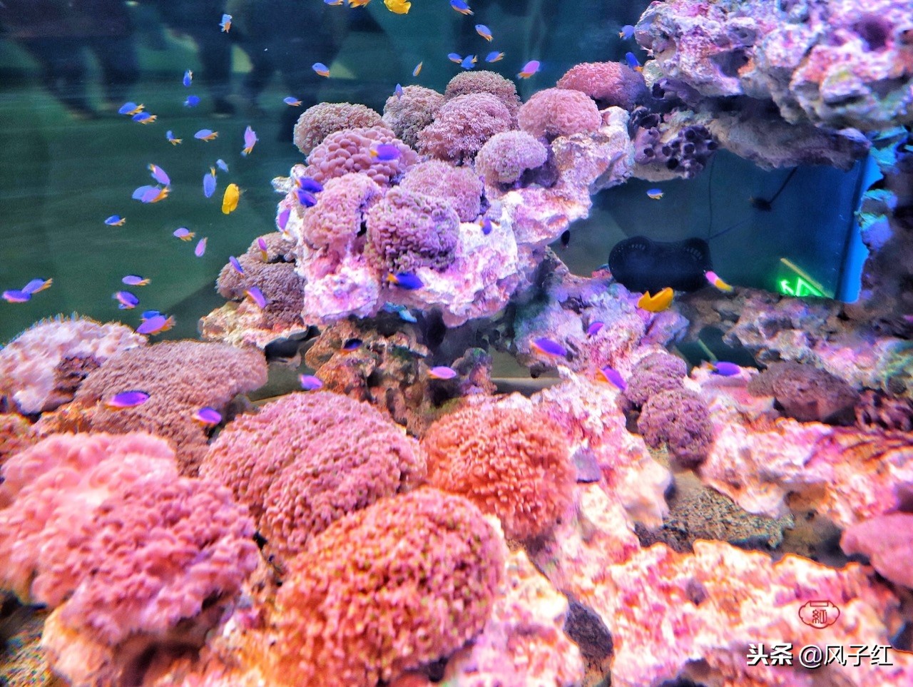 上海新地标丨海昌海洋公园一日游园玩法攻略