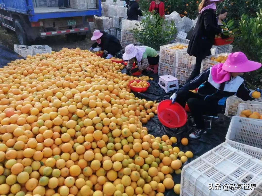 中国哪的橙子最出名,中国哪的橙子好吃产地排名