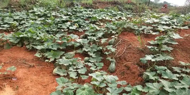 大安古镇闹市,大安古镇的地址