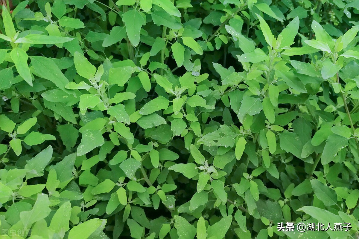 常见野菜的种类和图片大全 (各种野菜大全带图片)