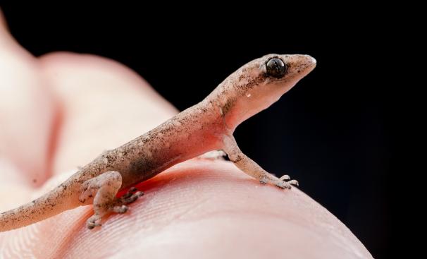 壁虎为什么称为五毒之首,壁虎为什么被列为五毒之一